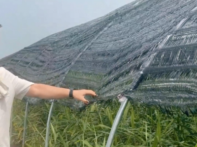 辽宁生姜如何撤遮阳网？ ()