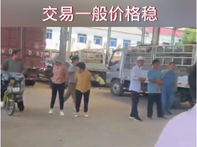 8月16日下午安丘黑埠子市场（价格稳） ()