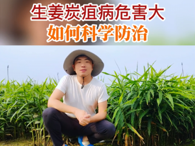 生姜炭疽病危害大 如何科学防治？ ()