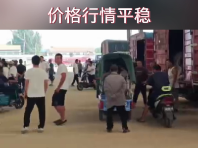 8月19日下午安丘黑埠子市场（行情平稳） ()
