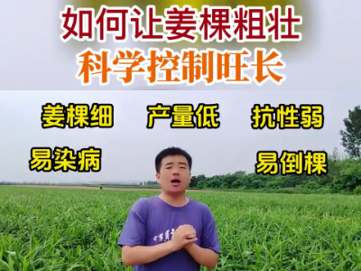 如何让姜棵粗壮科学控制旺长 ()