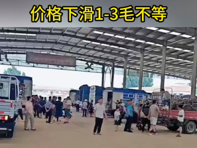 8月20日下午安丘黑埠子市场（落1-3毛） ()