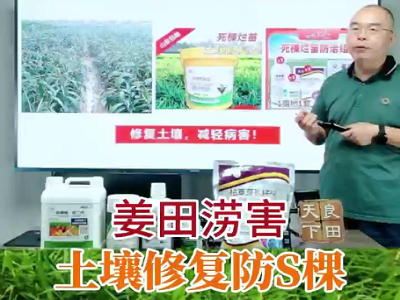 姜田涝害 土壤修复 防死棵 ()