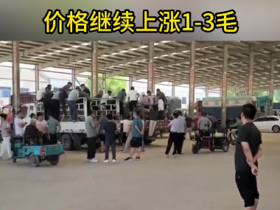 8月24日下午安丘黑埠子市场（涨1-3毛） ()