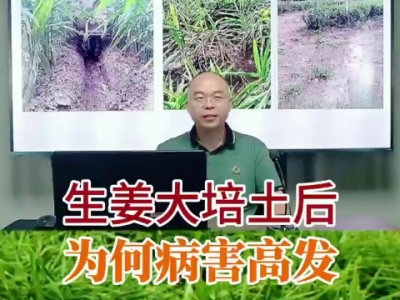 生姜大培土后为何病害高发？ ()