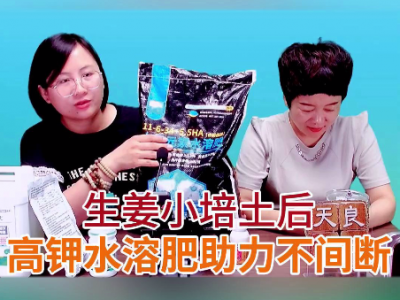 生姜小培土后高钾水溶肥助力不间断 ()