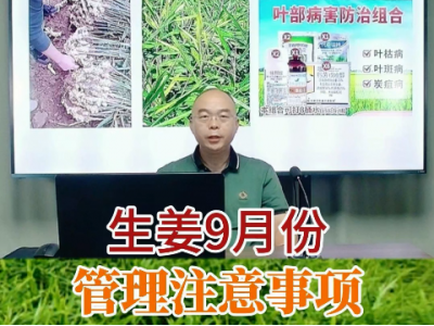 生姜9月份管理注意事项 ()
