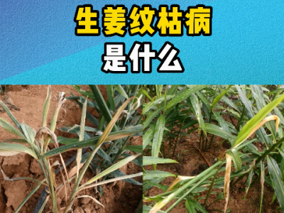 生姜纹枯病是什么？ ()