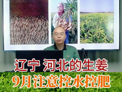 辽宁河北的生姜 9月注意控水控肥 ()