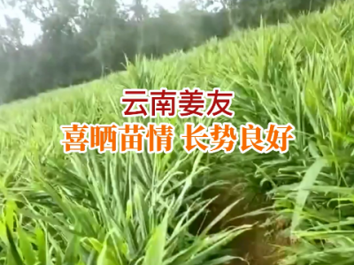 云南姜友苗情反馈 ()