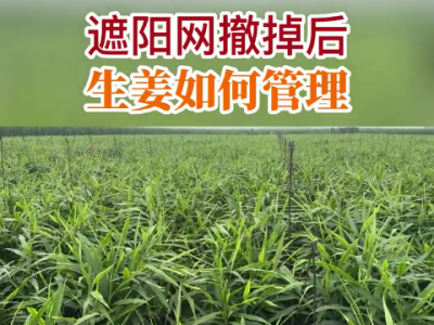 遮阳网撤掉后 生姜如何管理？ ()