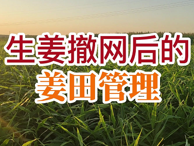 生姜撤网后的姜田管理 ()