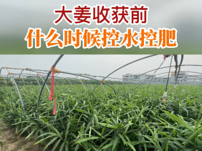 大姜收获前什么时候控水控肥？ ()
