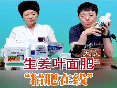 生姜叶面肥 精肥在线 ()