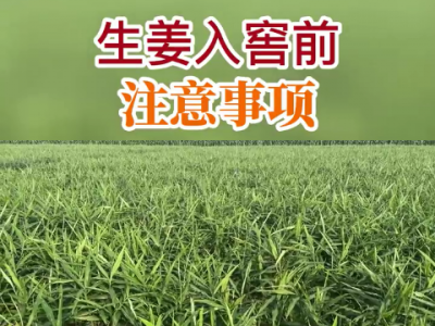 生姜入窖前注意事项 ()