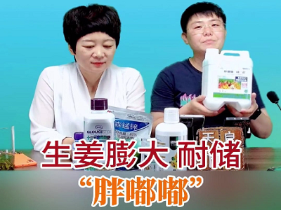 生姜膨大耐储“胖嘟嘟” ()