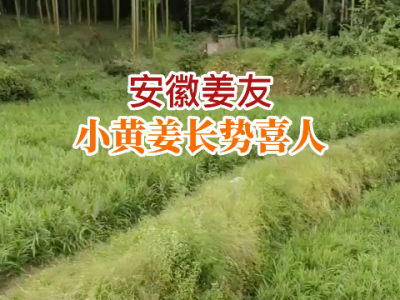 安徽姜友小黄姜长势喜人 ()