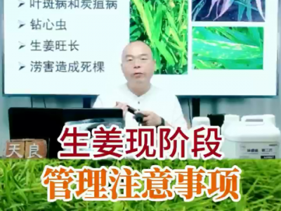 生姜现阶段管理注意事项 ()