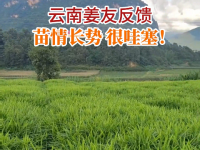 云南姜友苗情反馈 长势很哇塞！ ()