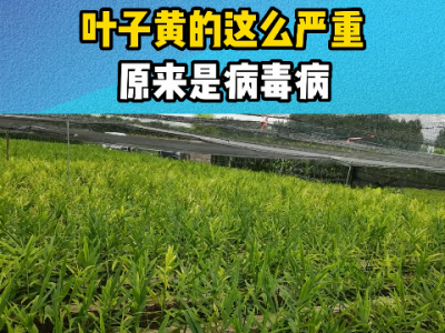 叶子黄的这么严重原来是病毒病 ()