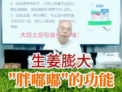 膨大姜块“胖嘟嘟”的功能 ()