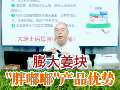 膨大姜块“胖嘟嘟”产品优势 ()