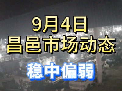9月4日 琨福市场大姜价格（稳中偏弱） ()