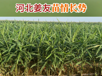 河北姜友苗情长势 ()