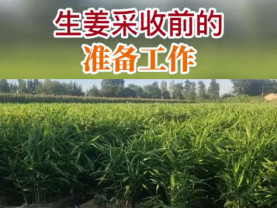 生姜采收前的准备工作 ()