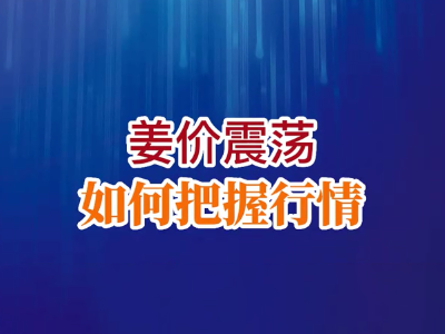 老石说姜：姜价震荡如何把握行情？ ()