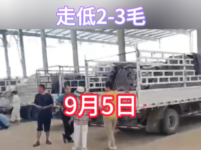 9月5日下午安丘黑埠子市场（走低2-3毛） ()