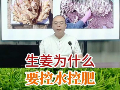 生姜为什么要控水控肥？ ()