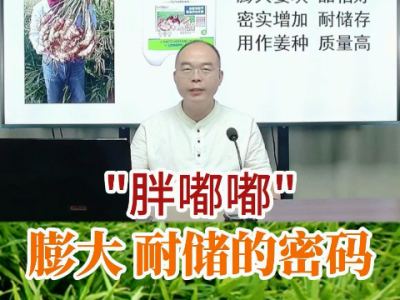 “胖嘟嘟”膨大耐储的密码 ()