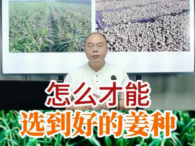 怎么才能选到好的姜种？ ()