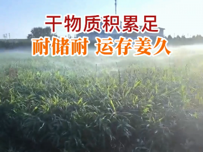 河北徐老师施肥晒苗情 ()