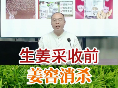 生姜采收前要姜窖消杀 ()