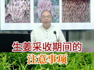生姜采收期间的注意事项 ()