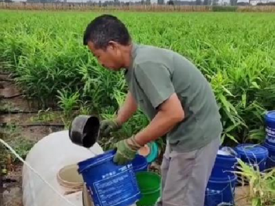 陕西姜友施肥晒苗情 ()