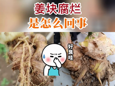 姜块腐烂是怎么回事？ ()