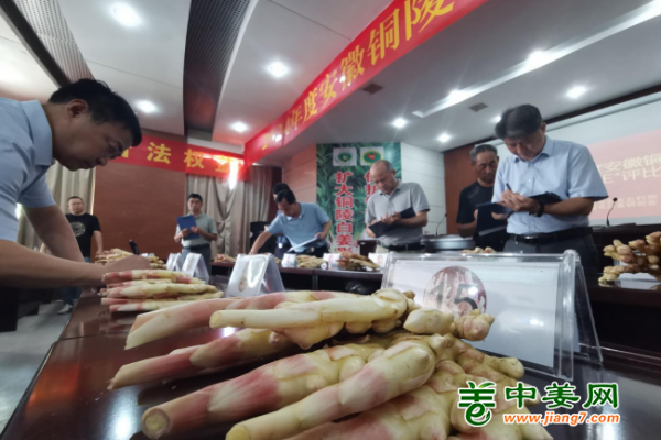 安徽铜陵白姜“姜王”评选结束 ()