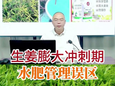 生姜膨大冲刺期水肥管理误区 ()