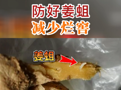 防好姜蛆减少烂窖 ()