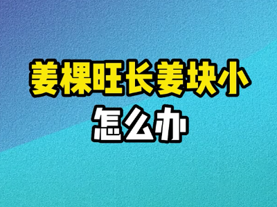 姜棵旺长姜块小怎么办？ ()