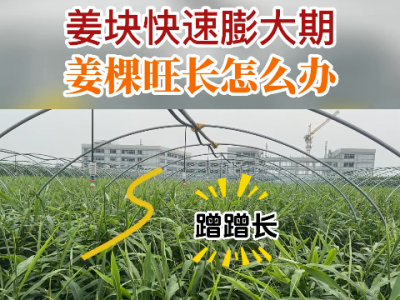 姜块快速膨大期姜棵旺长怎么办？ ()