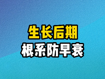 生长后期根系防早衰 ()