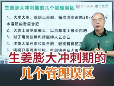 生姜膨大冲刺期的几个管理误区 ()