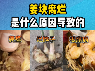 姜块腐烂是什么原因导致的？ ()