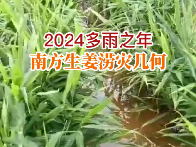2024多雨之年南方生姜涝灾几何？ ()