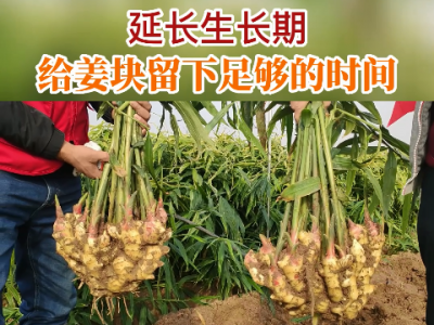 延长生长期给姜块膨大留下足够的时间 ()