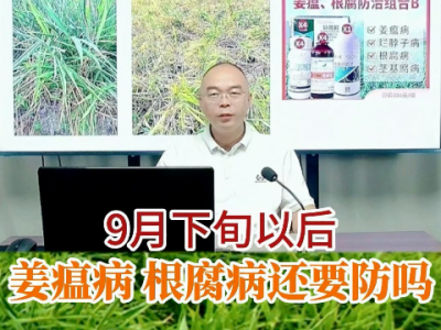 9月下旬以后姜瘟病根腐病还要防吗？ ()